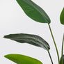 Bizzotto Τεχνητό Φυτό Στερλίτζια Πράσινο 90x80x150h 0172961